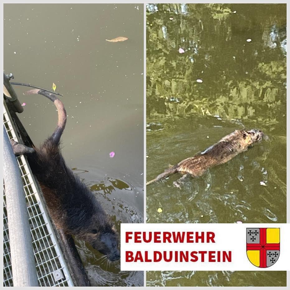 Einsatz 7-25 -Tier in Notlage